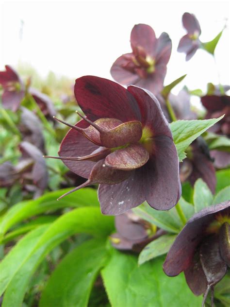 A Next Generation Gardener: Winter Hellebores as cut flowers and how to ...