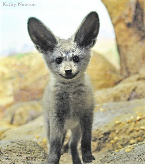 Such Cuteness | Bat eared fox, Animal intelligence, Cute animals