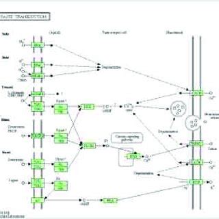 Evolution of T2R Gene | Download Scientific Diagram