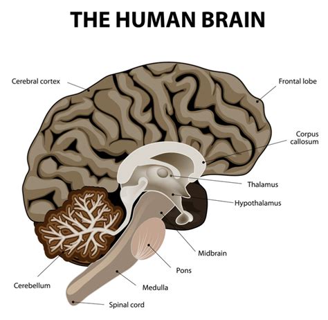 The Medulla Oblongata: Get to Know the Most Vital Part of the Brain