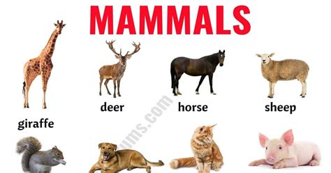 Mammals: List of Mammals in English with ESL Picture! | Mammals, Animals name in english, Baby ...