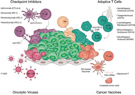 Which of the Following Cells Mainly Target Cancer Cells ...