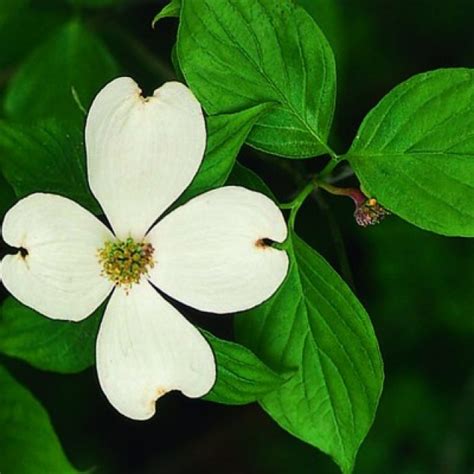 Lux Basic Combo: White Flowering Dogwood Tree Leaf Identification ...