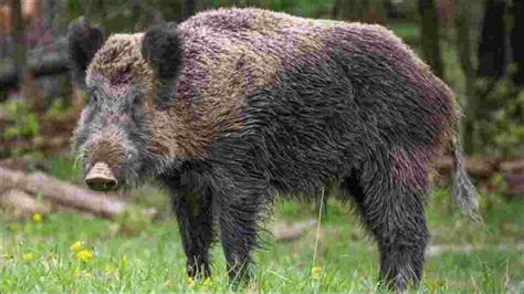 Wild boars resurface in Kashmir valley after almost 30 years | Latest ...