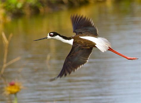 Black necked stilt | Driving along a rice field...following … | Flickr