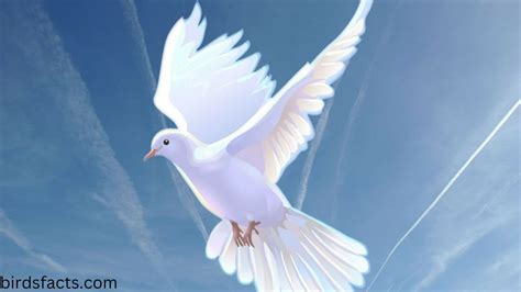 mourning dove symbolism - birdsfacts