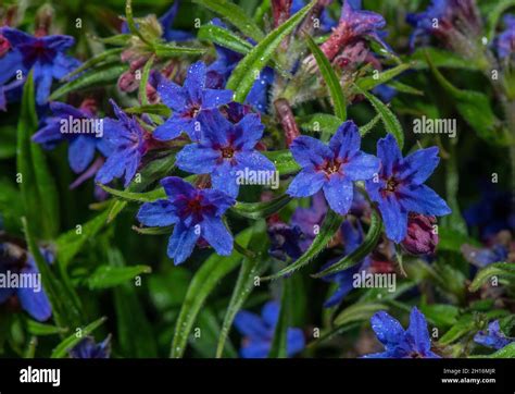 Purple gromwell, Buglossoides purpurocaeruleum, in flower in spring. Woodland edge. Very rare in ...