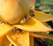 Category:Insects on Zingiberales flowers - Wikimedia Commons