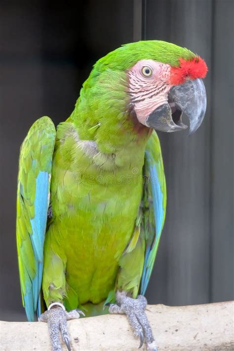 Buffon s macaw stock photo. Image of nature, beak, wild - 24209926