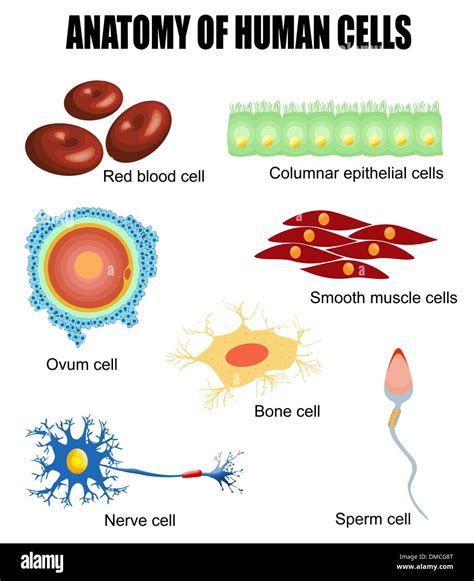 Skeletal muscle cells hi-res stock photography and images - Alamy