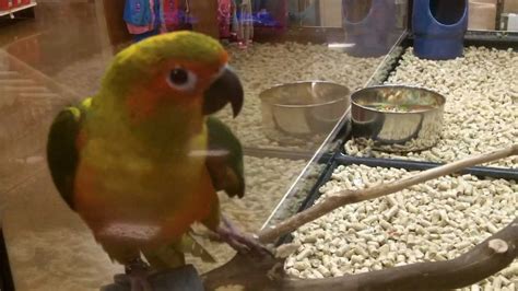 Pet Birds at Petco & Petsmart - YouTube