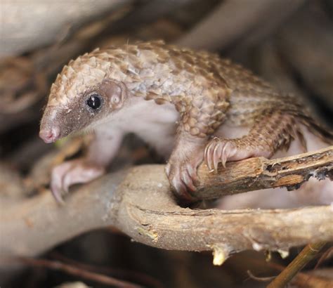 Endangered Pangolins Removed from Traditional Medicine List in China - WildAid