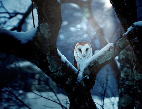 HD wallpaper: Birds, Barn Owl, Wildlife, Winter | Wallpaper Flare