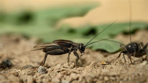 How to Get Rid of Crickets: 7 Natural Cricket Repellent Ideas