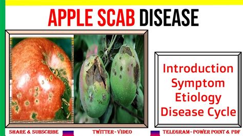 Apple Scab 🍎, Introduction, Symptom, Etiology, Disease Cycle | Venturia ...