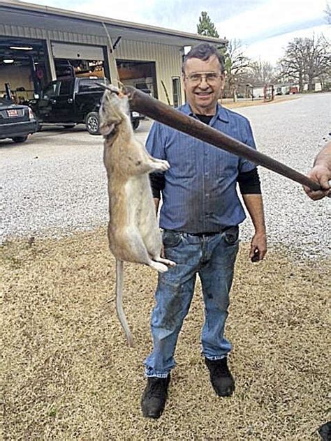 Monster Pack Rats on Baker's Branch | Sand Springs Leader | tulsaworld.com