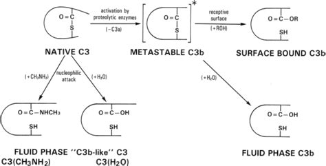 Chemical reactions occurring at the thioester site of native C3 and the ...