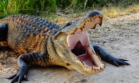 Watch: Is This the Largest Alligator Ever Discovered in Georgia? - AZ Animals