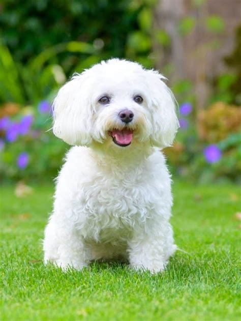 What Were Maltese Bred For? Lap Dogs Or Watchdogs? - PupVine