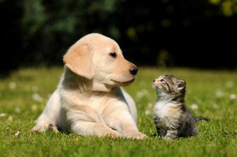 How to Take Care of Kittens and Puppies - HomeoPet