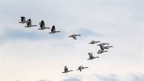 What Is a Group of Geese Called? - A-Z Animals