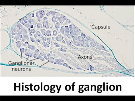 Dorsal Root Ganglion Histology Slide APK file 2020-2021 [newest version] 2022 - updated December ...