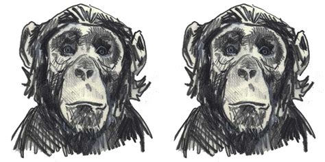 NATHANIEL GOLD: Chimp Sketch of the week #6