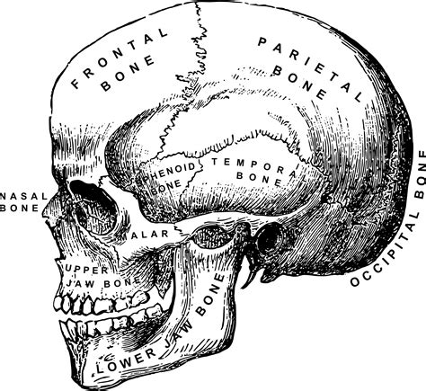 Clipart - Human Skull