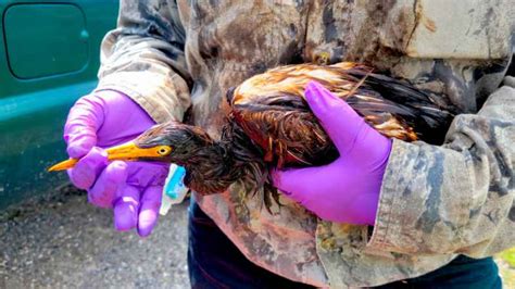 Oil-soaked birds found near oil spill at refinery after Ida - KSTP.com 5 Eyewitness News
