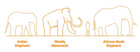 Woolly Mammoth (Mammuthus primigenius) Dimensions & Drawings | Dimensions.com