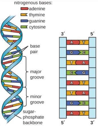 DNA molecule's "backbone" is made up of