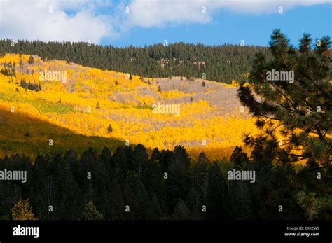 Aspen Trees fall colors Stock Photo - Alamy