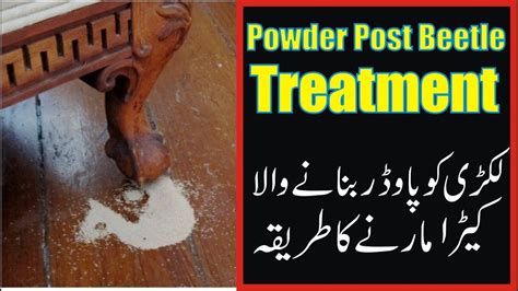 wood furniture powder post beetle treatment furnitrure ka keera - YouTube