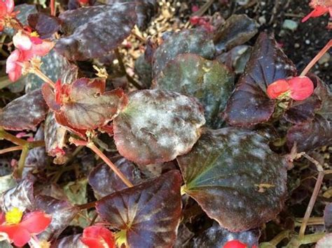 Pests & Diseases in Begonias | The American Begonia Society