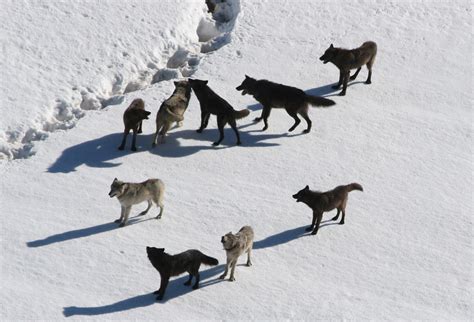 Wolf Facts: Gray Wolves, Timber Wolves & Red Wolves | Live Science