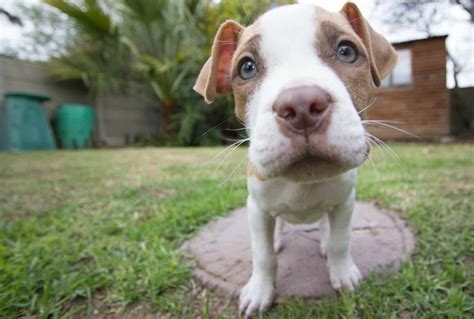 Pit Bull Puppies: Everything You Need to Know | The Dog People by Rover.com