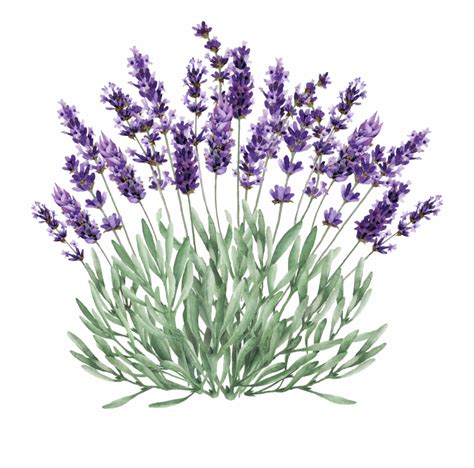 Lavender clipart lavender bush, Lavender lavender bush Transparent FREE ...