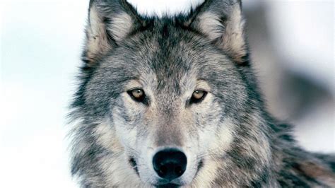 Wolf Face Wallpapers - Wallpaper Cave