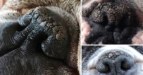 Is Your Canine's Nostril Dry & Crusty? It May Be Nasal Hyperkeratosis. This is How To Assist ...