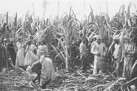 Sugar Cane Plantation Slaves