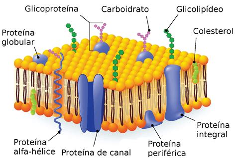 Membrana plasmática - Citologia | Membrana plasmática, Membrana celular, Membrana plasmatica resumo