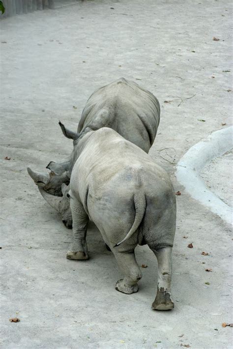 Rhino Fighting Picture. Image: 7722808