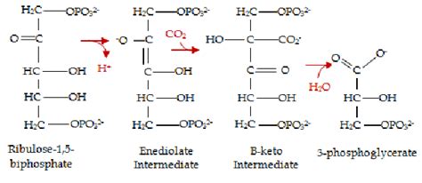 5. Reaction sequence of carboxylation of RuBP by RubisCO (Diwan, 2009 ...