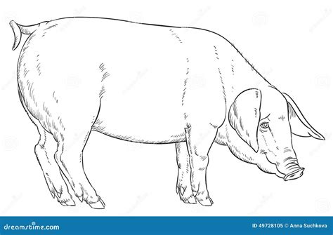 Outline Hand Drawing Of Domestic Pig Stock Vector - Image: 49728105