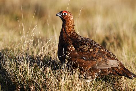 Nurturing the famous four - Scotland's grouse species - Scottish Field