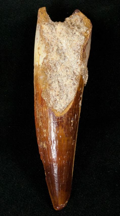 Good Quality 2.86" Spinosaurus Tooth (#14935) For Sale - FossilEra.com