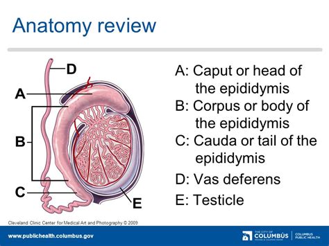 Epididymitis antibiotics uk