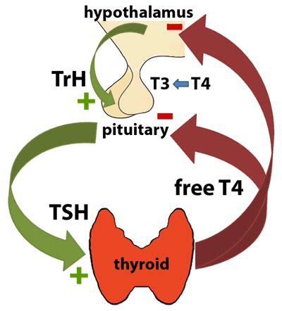 TSH - Thyroid Stimulating Hormone | Second Opinion Physician