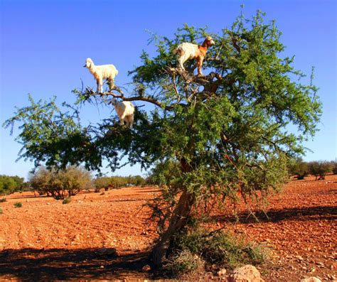 Kingdom Of Moroccan Argan Oil: Argan Tree : The Of Tree Of Life