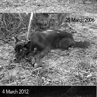 (PDF) Melanistic Coyotes in Northwest Georgia